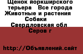 Щенок йоркширского терьера - Все города Животные и растения » Собаки   . Свердловская обл.,Серов г.